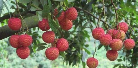 荔枝樹 種植